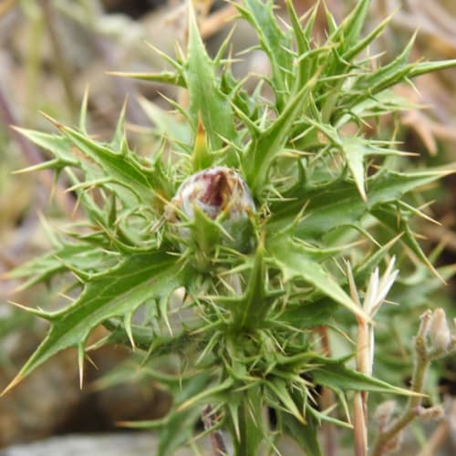 Carlina corymbosa - Asteraceae Carlina corymbosa - Asteraceae