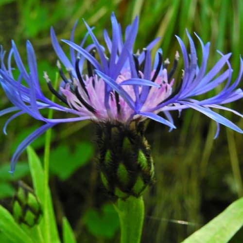 Centaurea triumfettii - Asteraceae