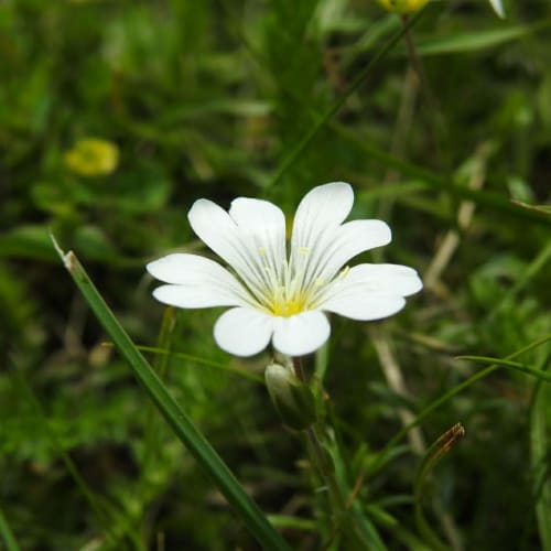 Cerastium alpinum - Caryophyllaceae