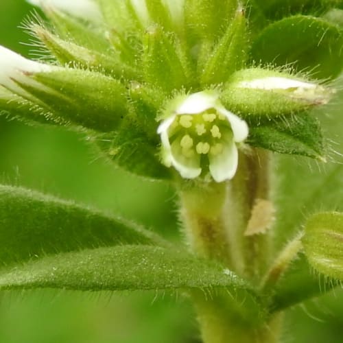 Cerastium glomeratum - Caryophyllaceae