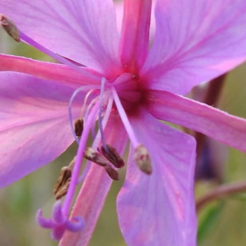 Chamaenerion dodonaei - Onagraceae Chamaenerion dodonaei - Onagraceae