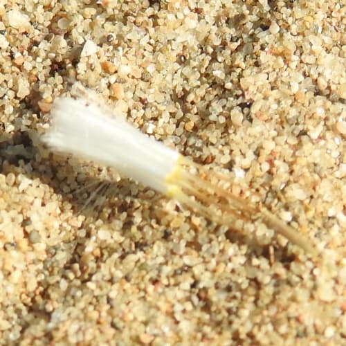 Chondrilla juncea - Asteraceae Chondrilla juncea - Asteraceae