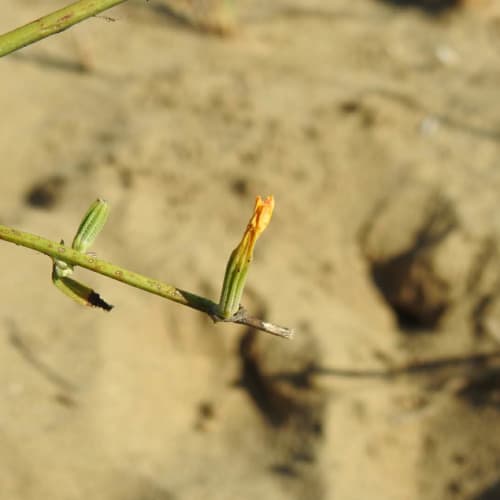 Chondrilla juncea - Asteraceae Chondrilla juncea - Asteraceae
