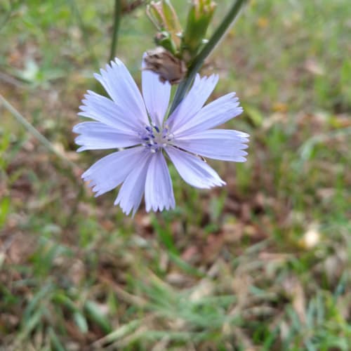 Cichorium intybus - Asteraceae