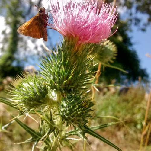 Cirsium vulgare - Asteraceae