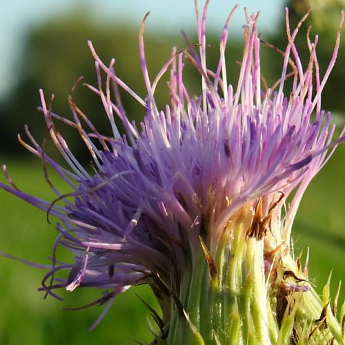 Cirsium vulgare - Asteraceae
