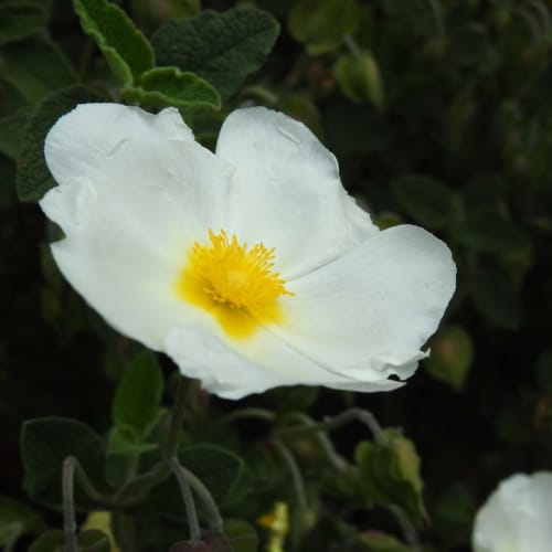 Cistus salviifolius - Cistaceae