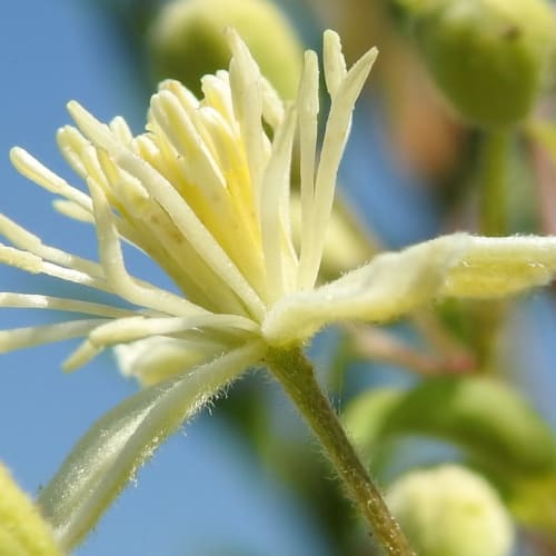 Clematis vitalba - Ranunculaceae Clematis vitalba - Ranunculaceae