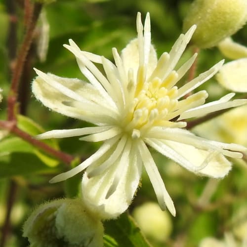 Clematis vitalba - Ranunculaceae