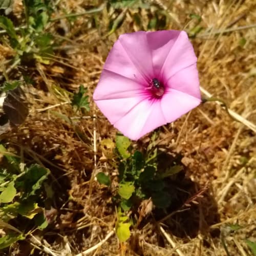 Convolvulus althaeoides - Convolvulaceae