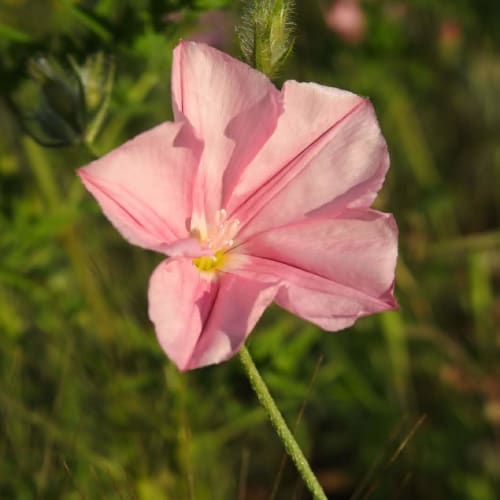 Convolvulus cantabrica - Convolvulaceae