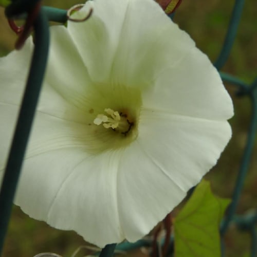 Convolvulus sepium - Convolvulaceae