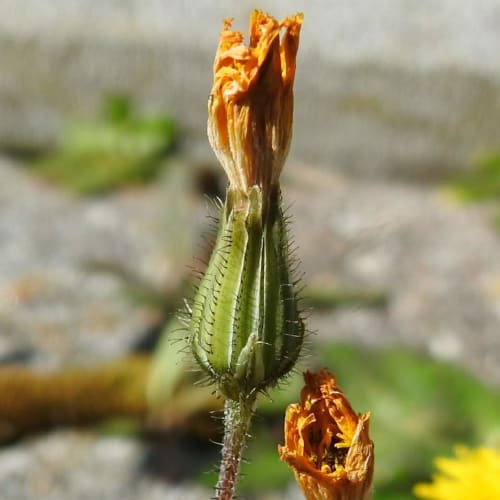 Crepis sancta - Asteraceae