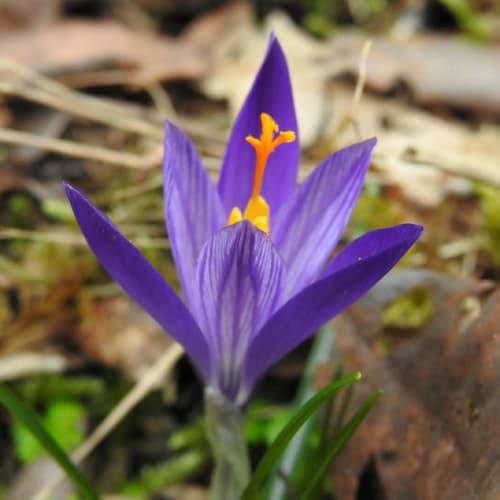 Crocus neglectus - Iridaceae