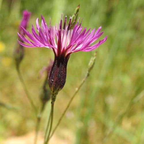 Crupina crupinastrum - Asteraceae