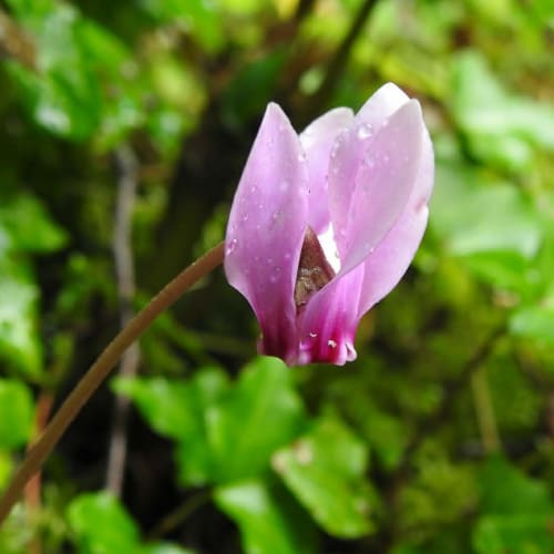 Cyclamen hederifolium - Primulaceae