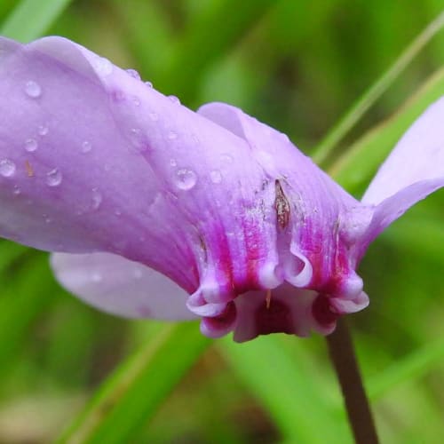 Cyclamen hederifolium - Primulaceae