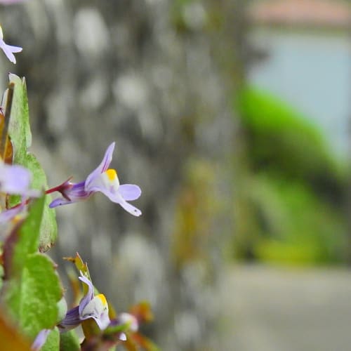 Cymbalaria muralis - Plantaginaceae