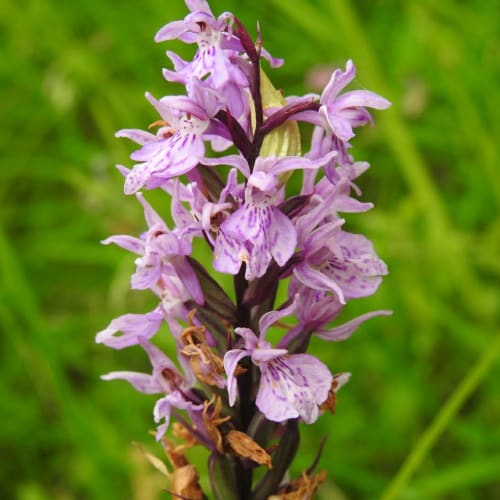 Dactylorhiza maculata - Orchidaceae