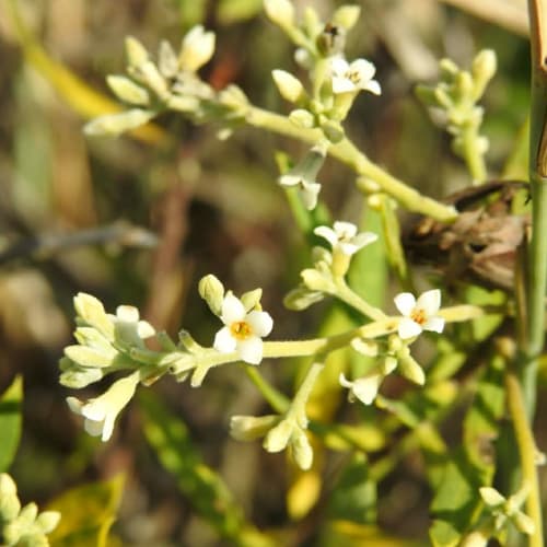 Daphne gnidium - Thymelaeaceae