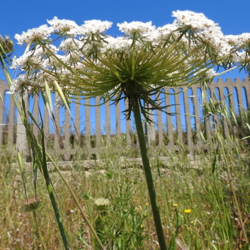 Daucus carota - Apiaceae