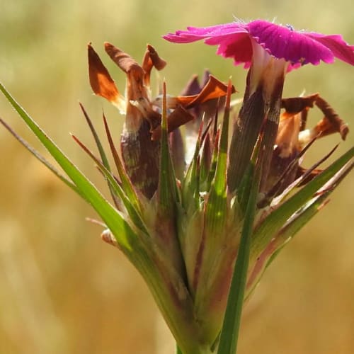 Dianthus carthusianorum - Caryophyllaceae