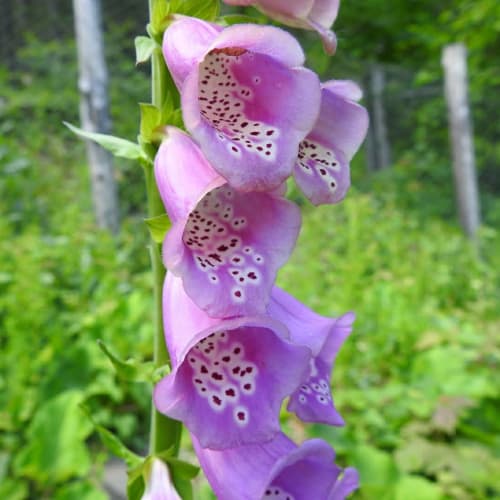 Digitalis purpurea - Plantaginaceae