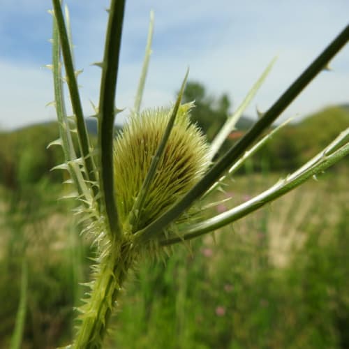 Dipsacus fullonum - Dipsacaceae