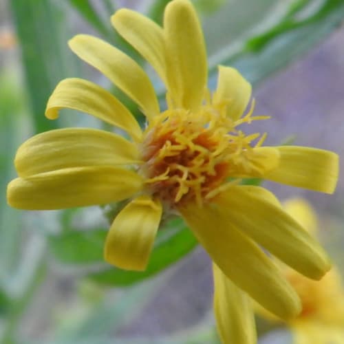 Dittrichia viscosa - Asteraceae