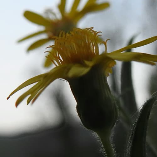 Dittrichia viscosa - Asteraceae