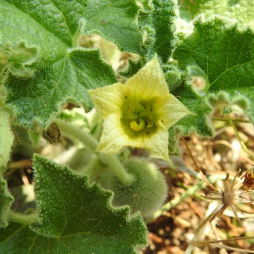 Ecballium elaterium - Cucurbitaceae