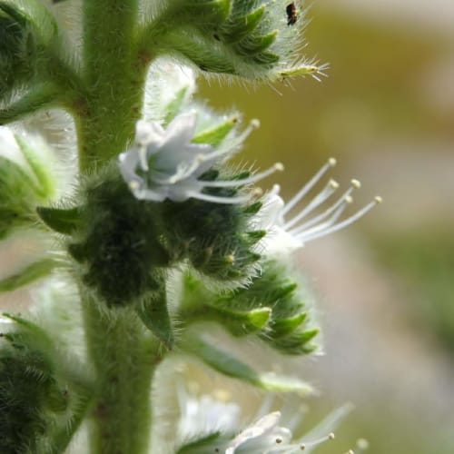 Echium italicum - Boraginaceae