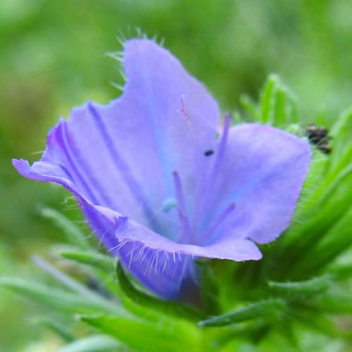 Echium plantagineum - Boraginaceae