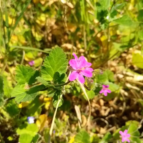 Erodium malacoides - Geraniaceae