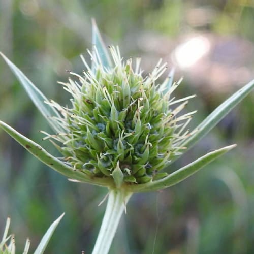 Eryngium campestre - Apiaceae Eryngium campestre - Apiaceae