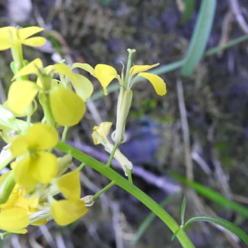 Erysimum pseudorhaeticum - Brassicaceae