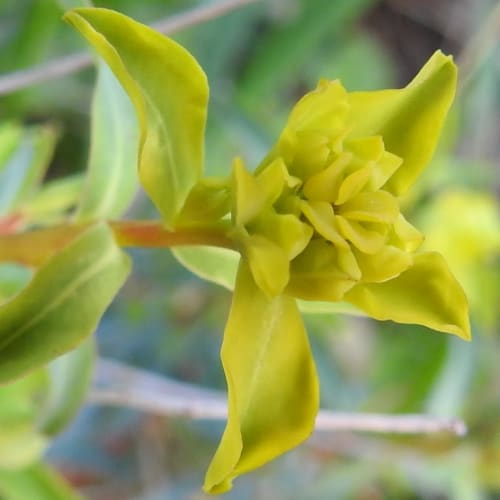 Euphorbia spinosa - Euphorbiaceae