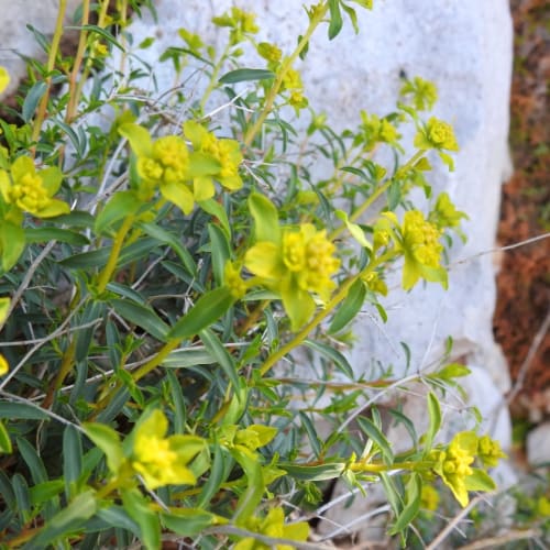 Euphorbia spinosa - Euphorbiaceae