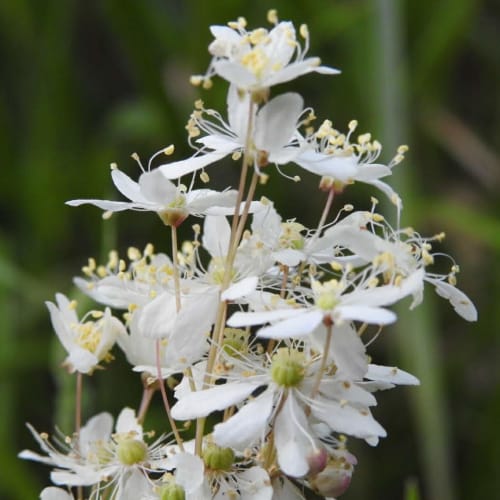 Filipendula vulgaris - Rosaceae