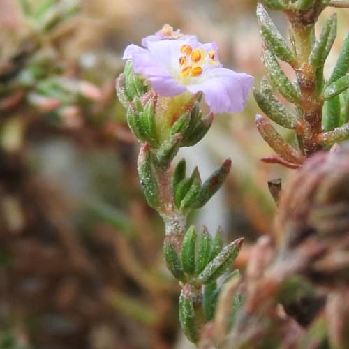 Frankenia laevis - Frankeniaceae