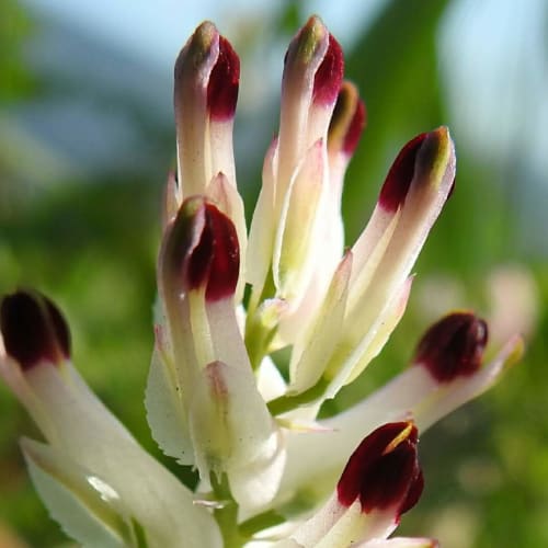 Fumaria capreolata - Papaveraceae