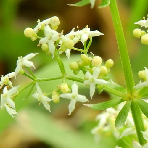 Galium album - Rubiaceae