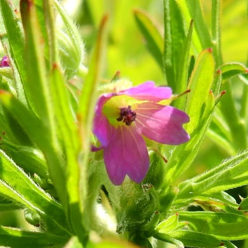 Geranium dissectum - Geraniaceae