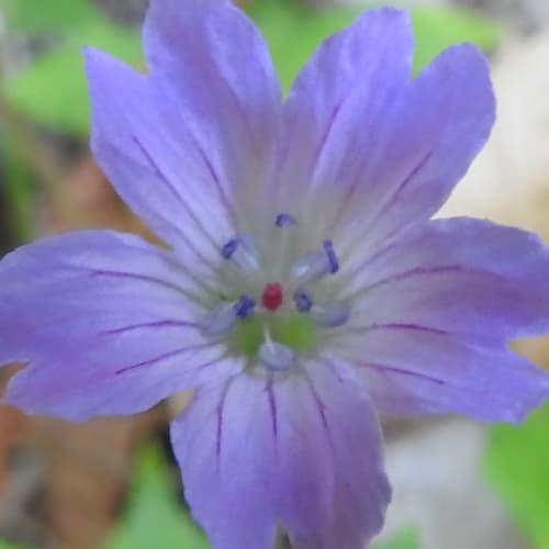 Geranium nodosum - Geraniaceae