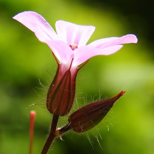Geranium robertianum - Geraniaceae