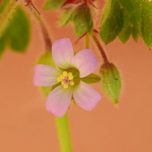 Geranium rotundifolium - Geraniaceae