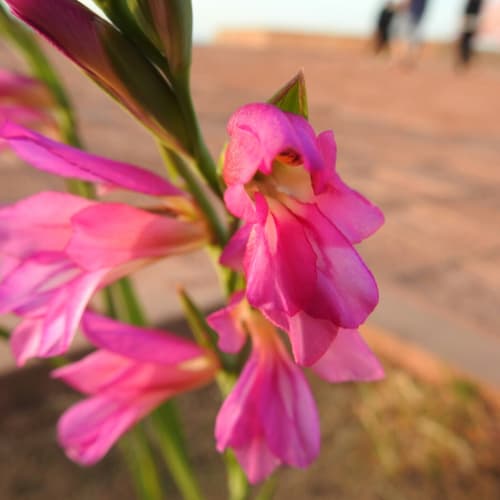 Gladiolus italicus - Iridaceae