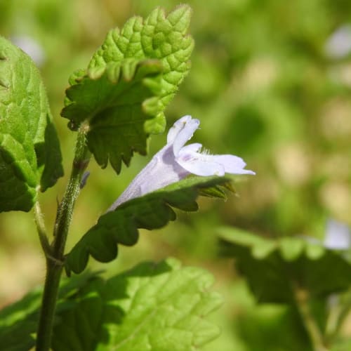 Glechoma hirsuta - Lamiaceae