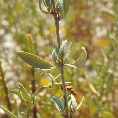 Halimione portulacoides - Chenopodiaceae