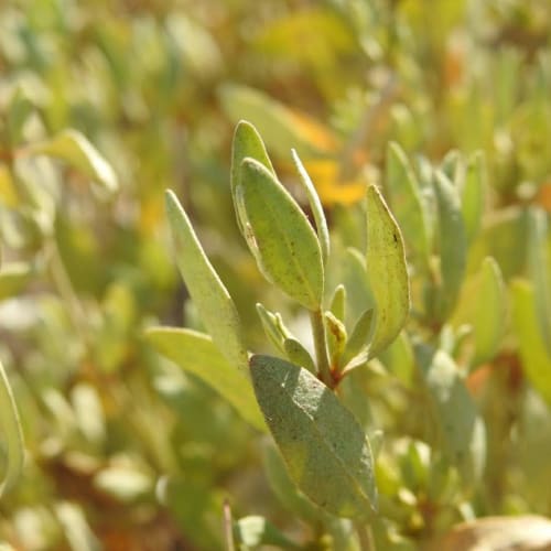 Halimione portulacoides - Chenopodiaceae